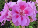 G�ranium zonale flower fairy white