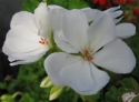 G�ranium zonal Glacis