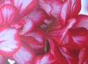 G�ranium lierre Doblino framboise