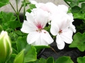 G�ranium lierre Doblino blanc