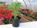 Stevia rebaudiana pot 1 L